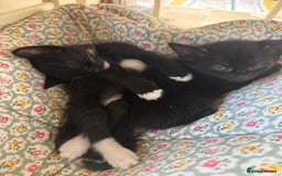 Mixed Breed cats for sale: 🐾 Adorable boy & girl 🐾 - Image 17