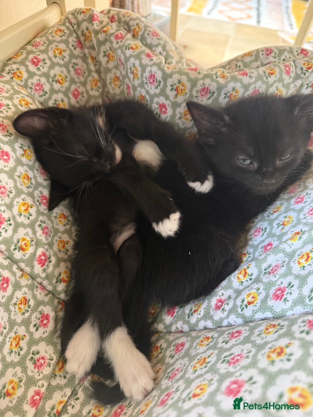 Mixed Breed cats for sale: 🐾 Adorable boy & girl 🐾 - Image 17
