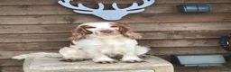 Cocker Spaniel dogs for sale: Unbelievable pure KC reg Show cocker puppies - Advert 12