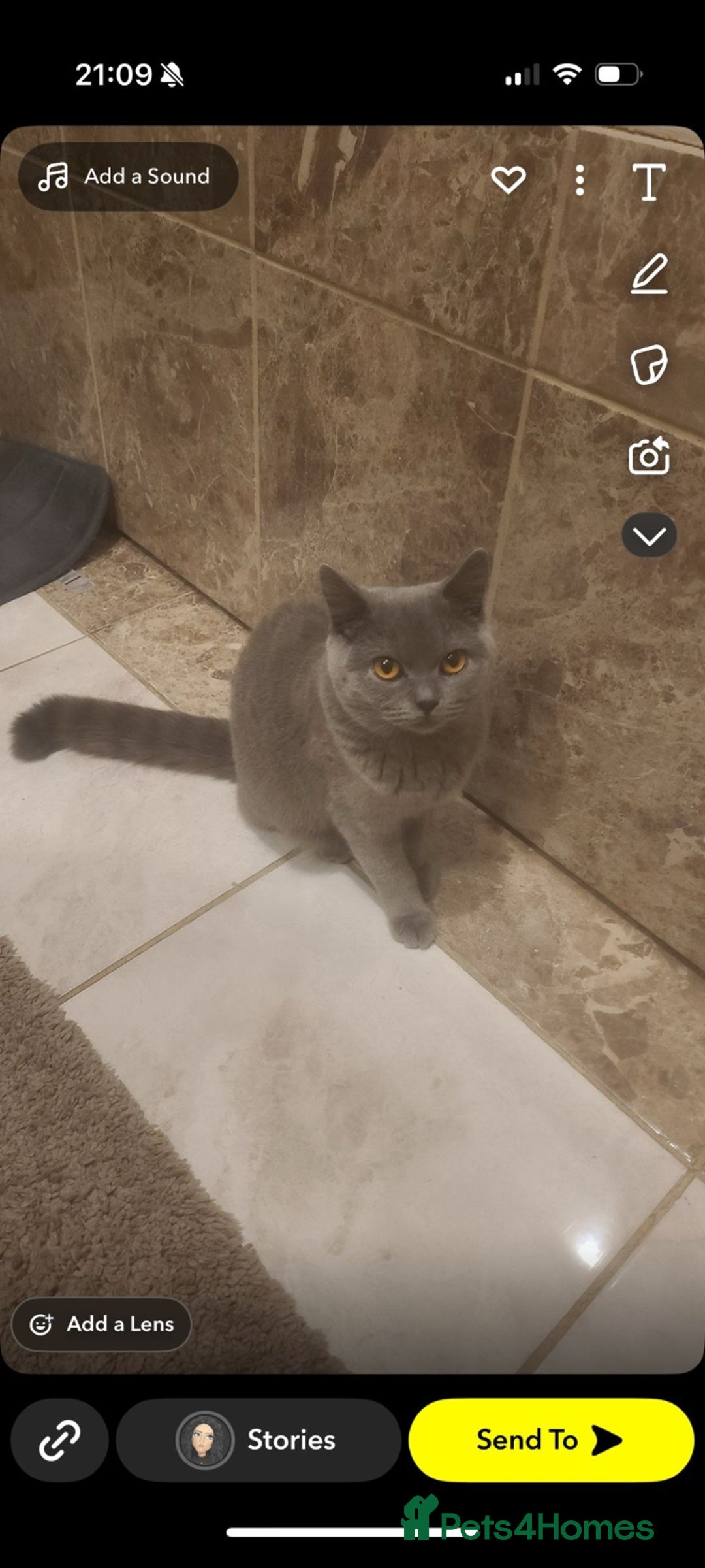 British Shorthair cats for sale: Full grey british short hair kittens  - Image 8