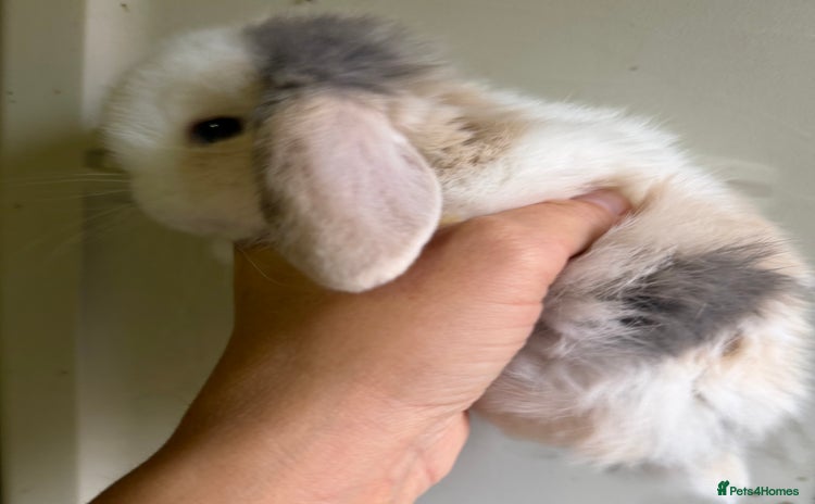 Mini Lop rabbits 2 FEMALE PUREBRED KITS *avail to reserve* - Advert 2