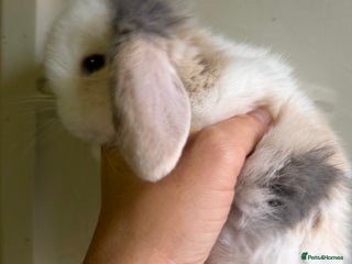 Mini Lop rabbits 2 FEMALE PUREBRED KITS *avail to reserve* - Advert 11