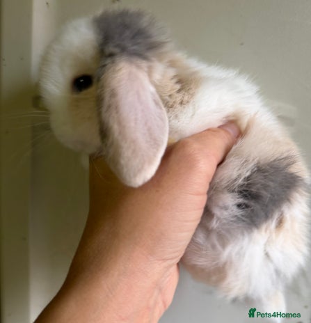 Mini Lop rabbits 2 FEMALE PUREBRED KITS *avail to reserve* - Advert 4