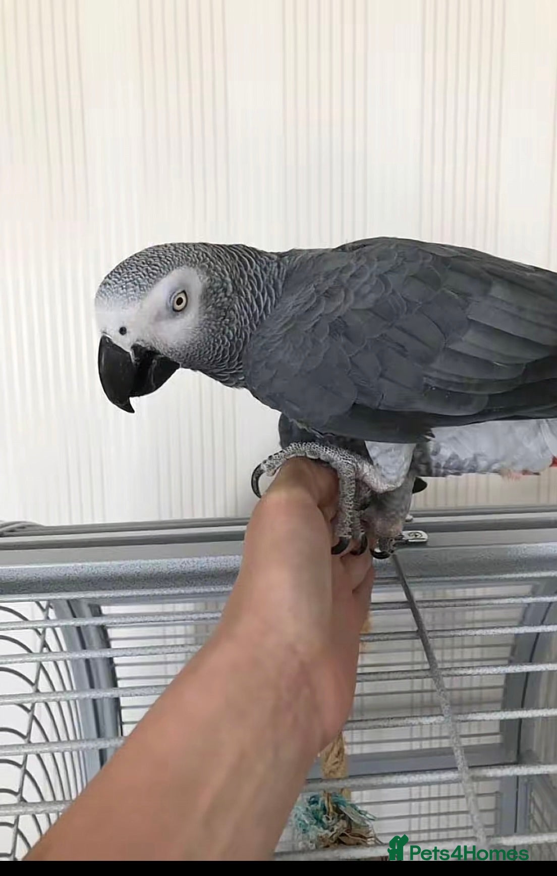 Parrots birds Hand reared young AG. Playful and great w/ family! - Advert 2
