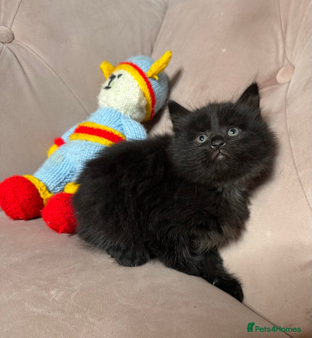 Mixed Breed cats for sale: Mixed breed kitten, one boy left  - Advert 7