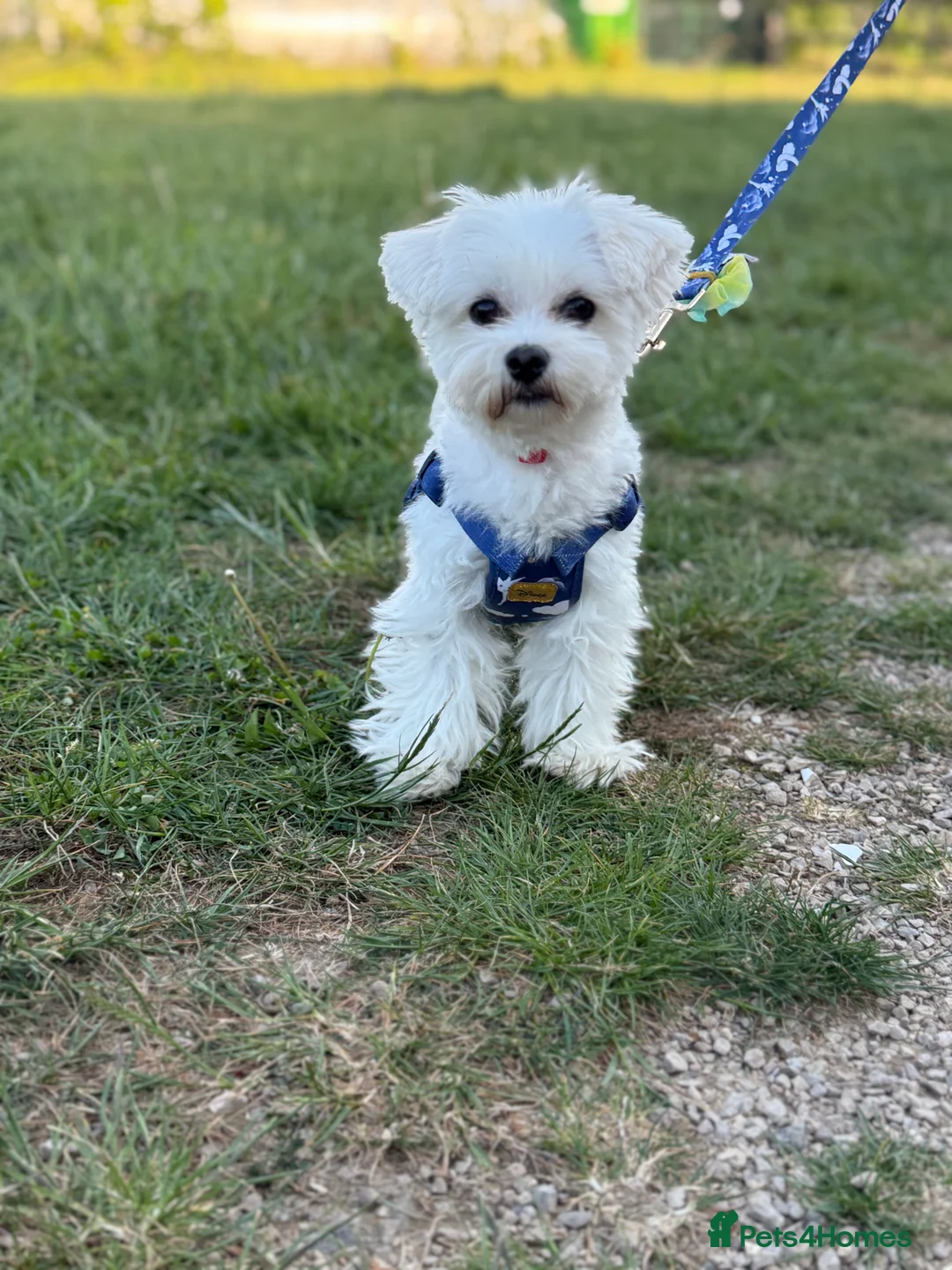 Maltese dogs for stud: Amazing  Teddy 😍 Purebred Maltese boy for stud 🥰 in Wokingham - Advert 4
