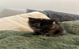 Mixed Breed cats for sale: Extra fluffy kittens - Image 6