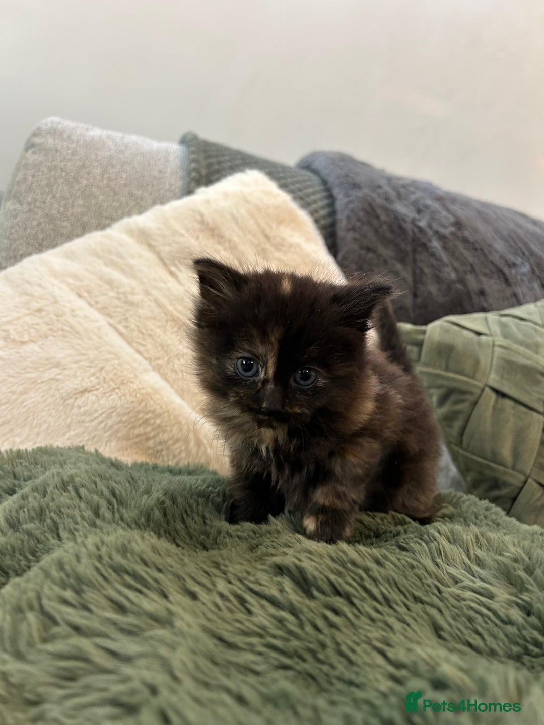 Mixed Breed cats for sale: Extra fluffy kittens - Image 6