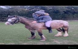 Appaloosa horses for sale: Angelic allrounder  - Image 3