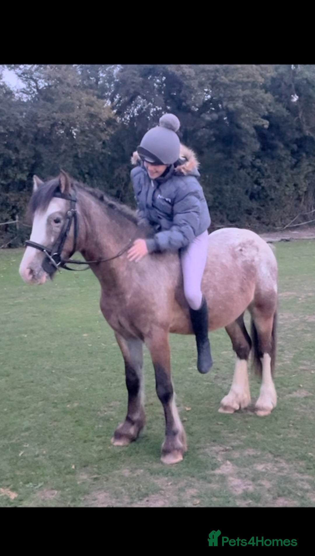 Appaloosa horses for sale: Angelic allrounder  - Image 3