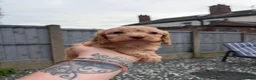 Cockapoo dogs for sale: Toy cockapoo in Nottingham - Advert 3