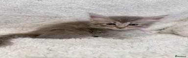 Maine Coon 5