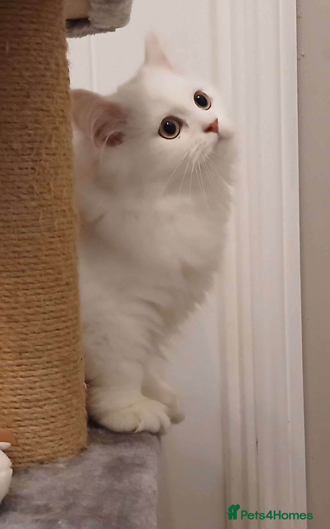British Shorthair cats British Shorthair & Longhair Kittens - Advert 1
