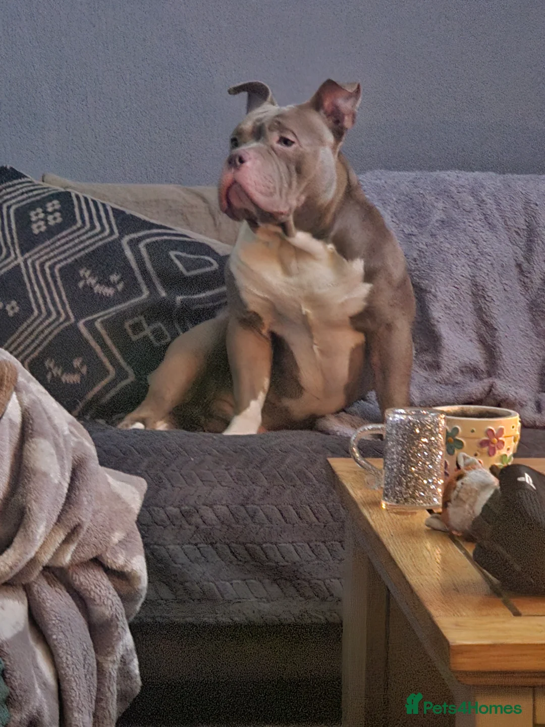 American Bully dogs for sale: Pocket bully  - Advert 2