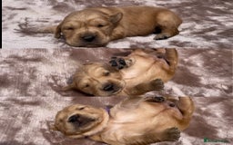 Golden Retriever dogs for sale: OUTSTANDING PEDIGREE GOLDEN RETRIVER PUPPIES KC - Image 33