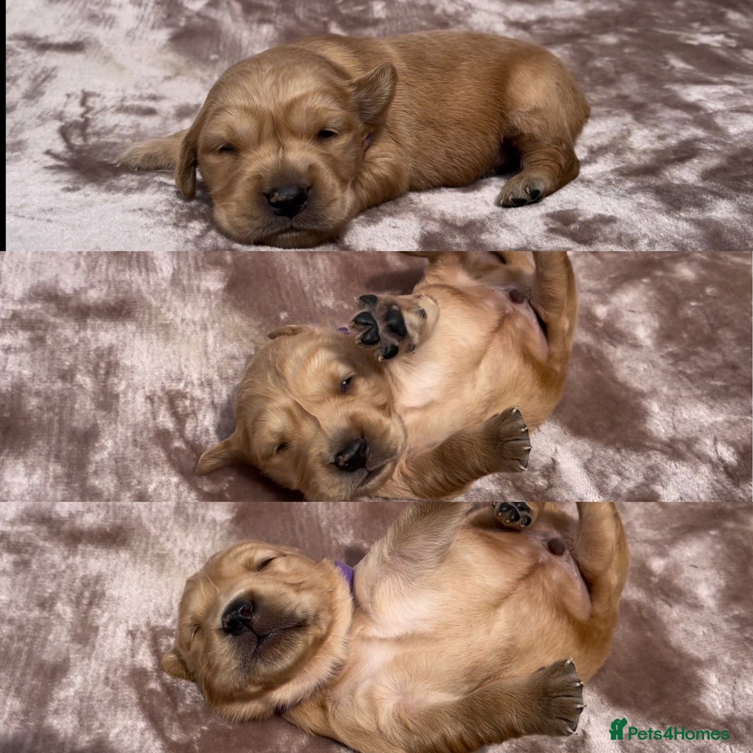 Golden Retriever dogs for sale: OUTSTANDING PEDIGREE GOLDEN RETRIVER PUPPIES KC - Image 33