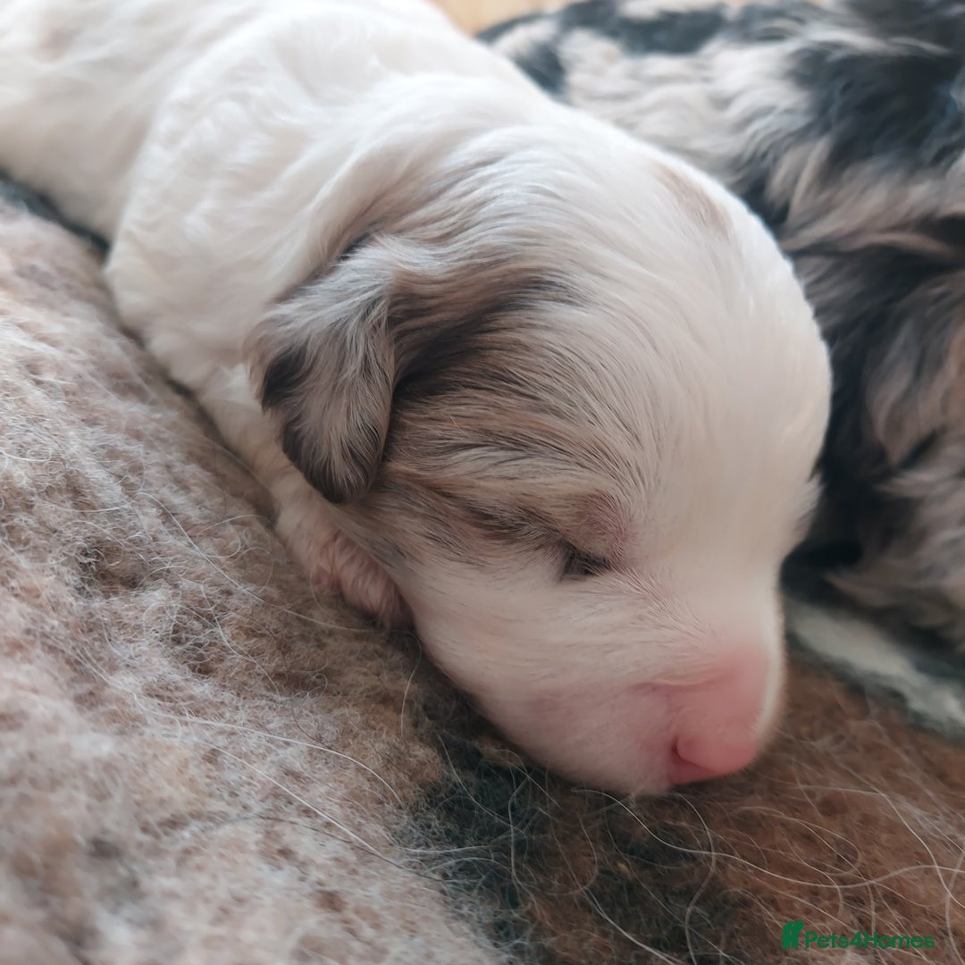 Bordoodle dogs for sale: Toy Bordoodles ❤️ - 1 girl available - Image 10