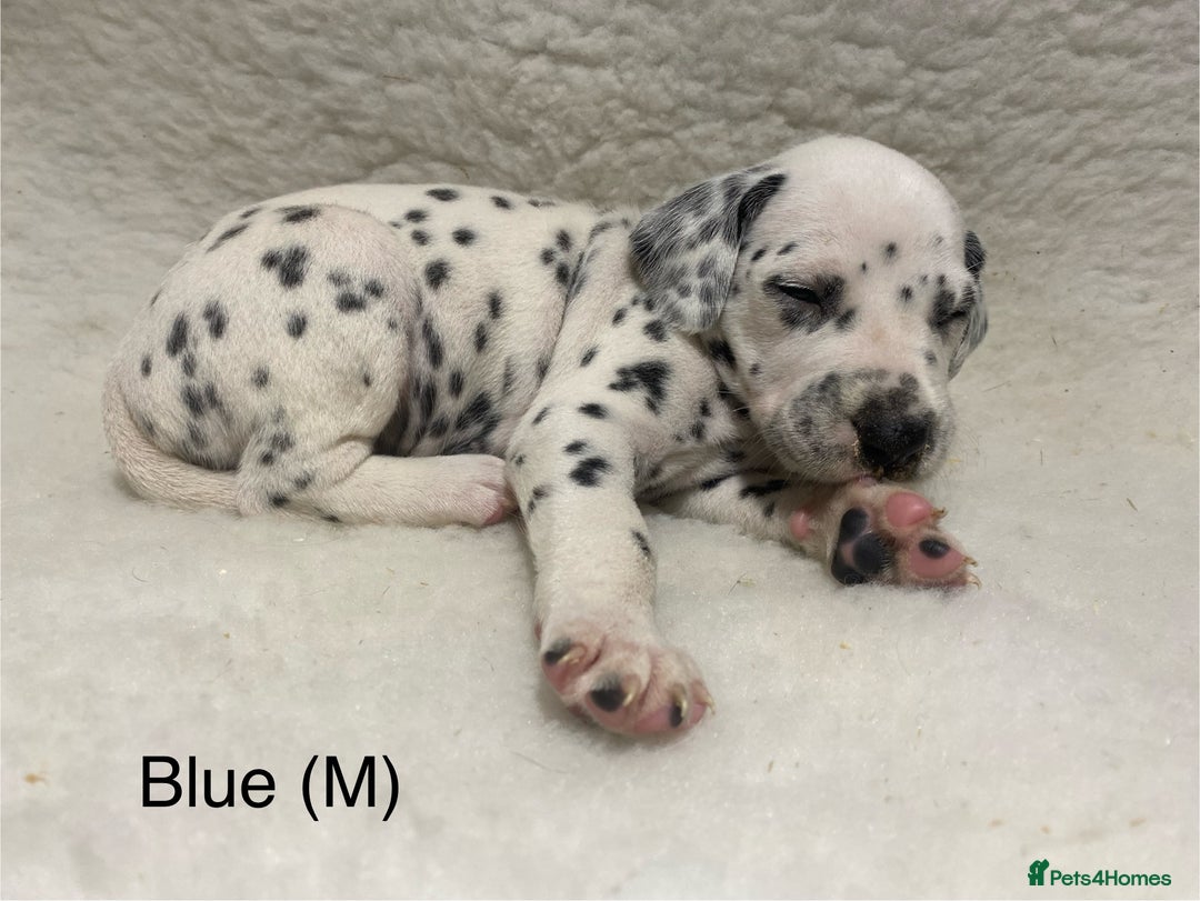 Dalmatian dogs for sale: Stunning KC dalmation puppies for sale! - Image 4
