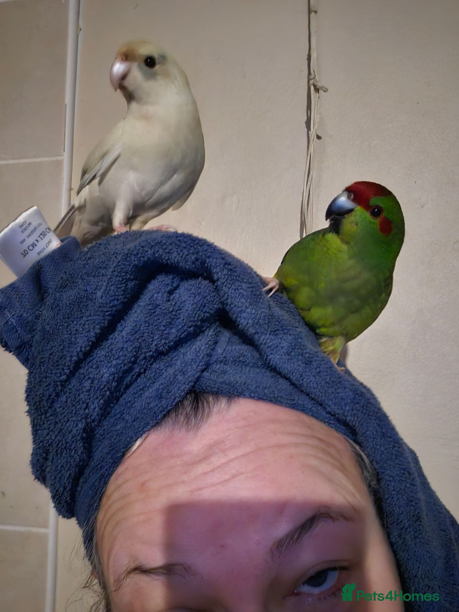 Mixed Breed birds 2 male Kakariki  - Advert 14