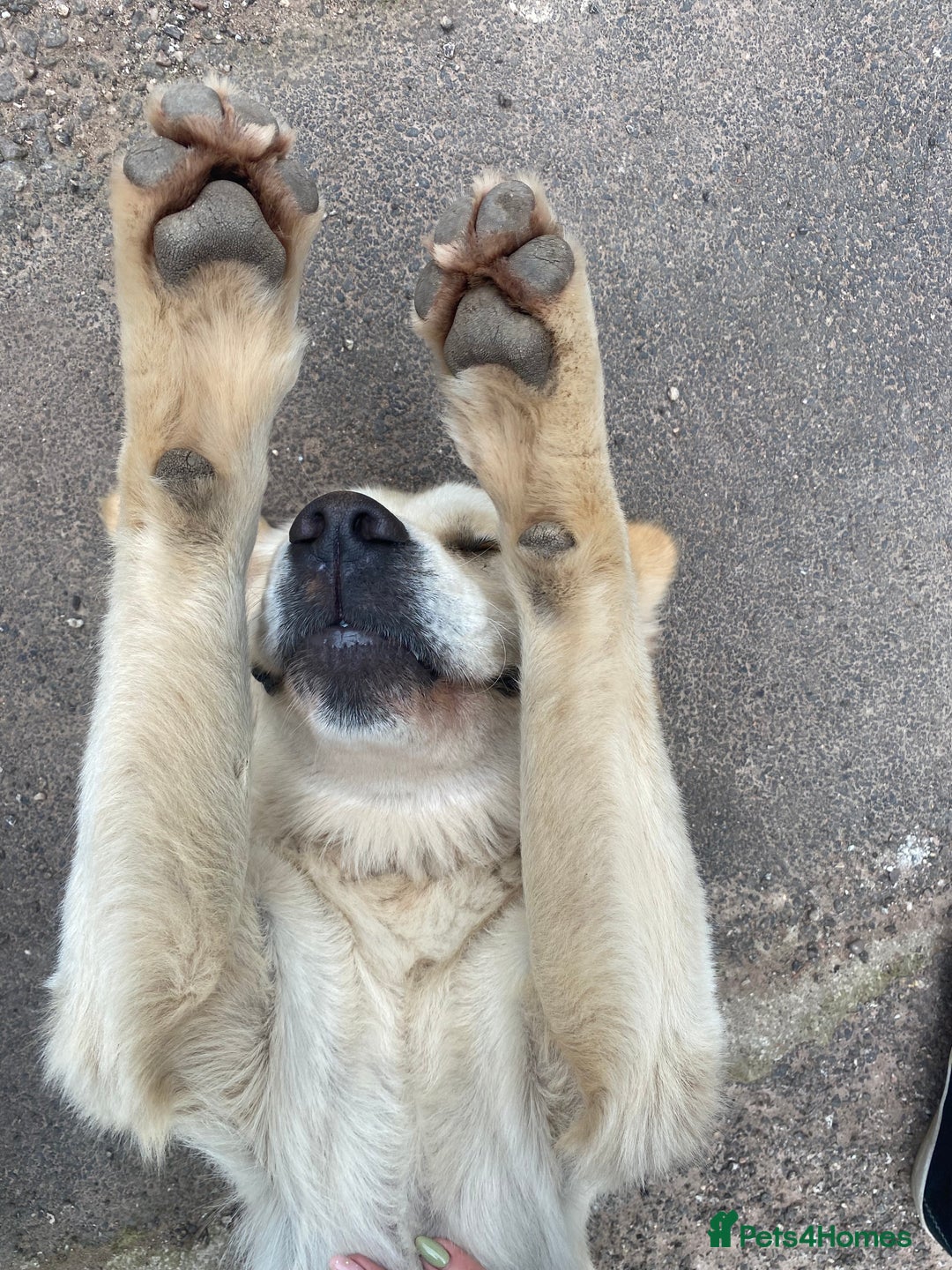 Golden Retriever dogs for stud: Lenny our KC golden retriever ready to stud!  - Advert 4