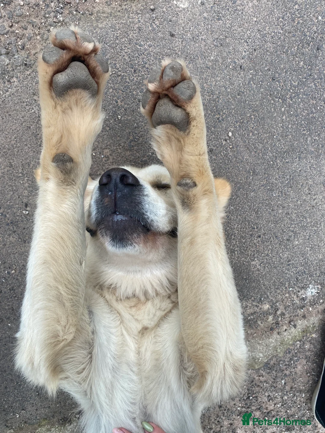 Golden Retriever dogs for stud: Lenny our KC golden retriever ready to stud!  - Advert 4