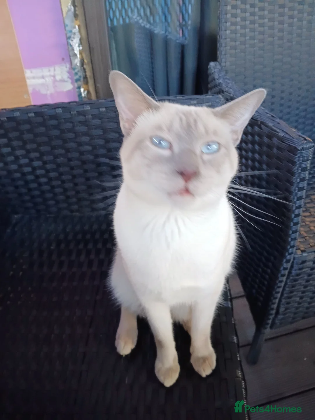 Siamese cats for sale: Siamease boy for sale - Advert 1