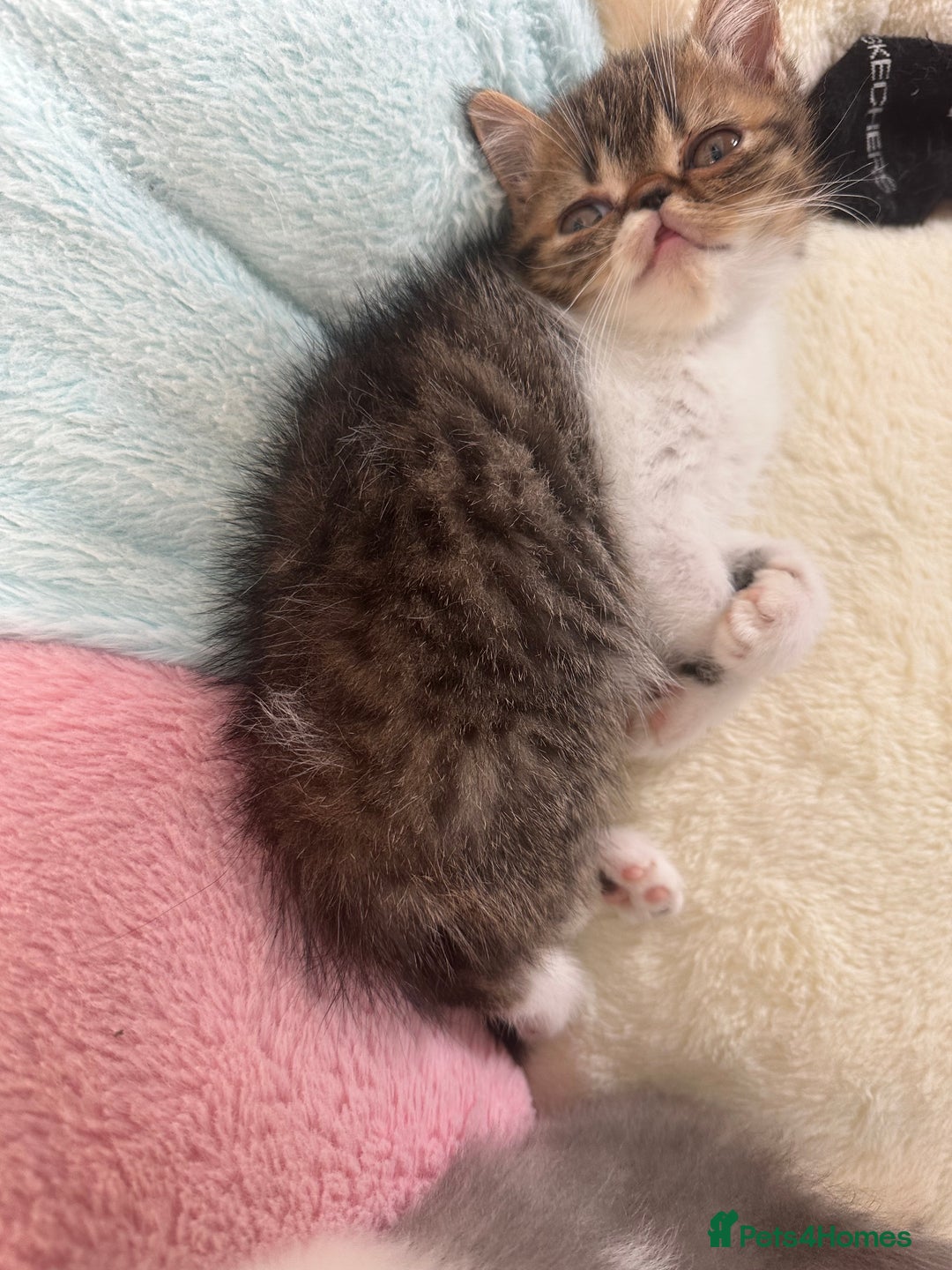 Exotic cats for sale: 4 kittens ready to go - Image 2