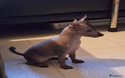 Mexican Hairless dogs for sale: Stunning mini red boy 4 months 8 week old girl . - Image 12