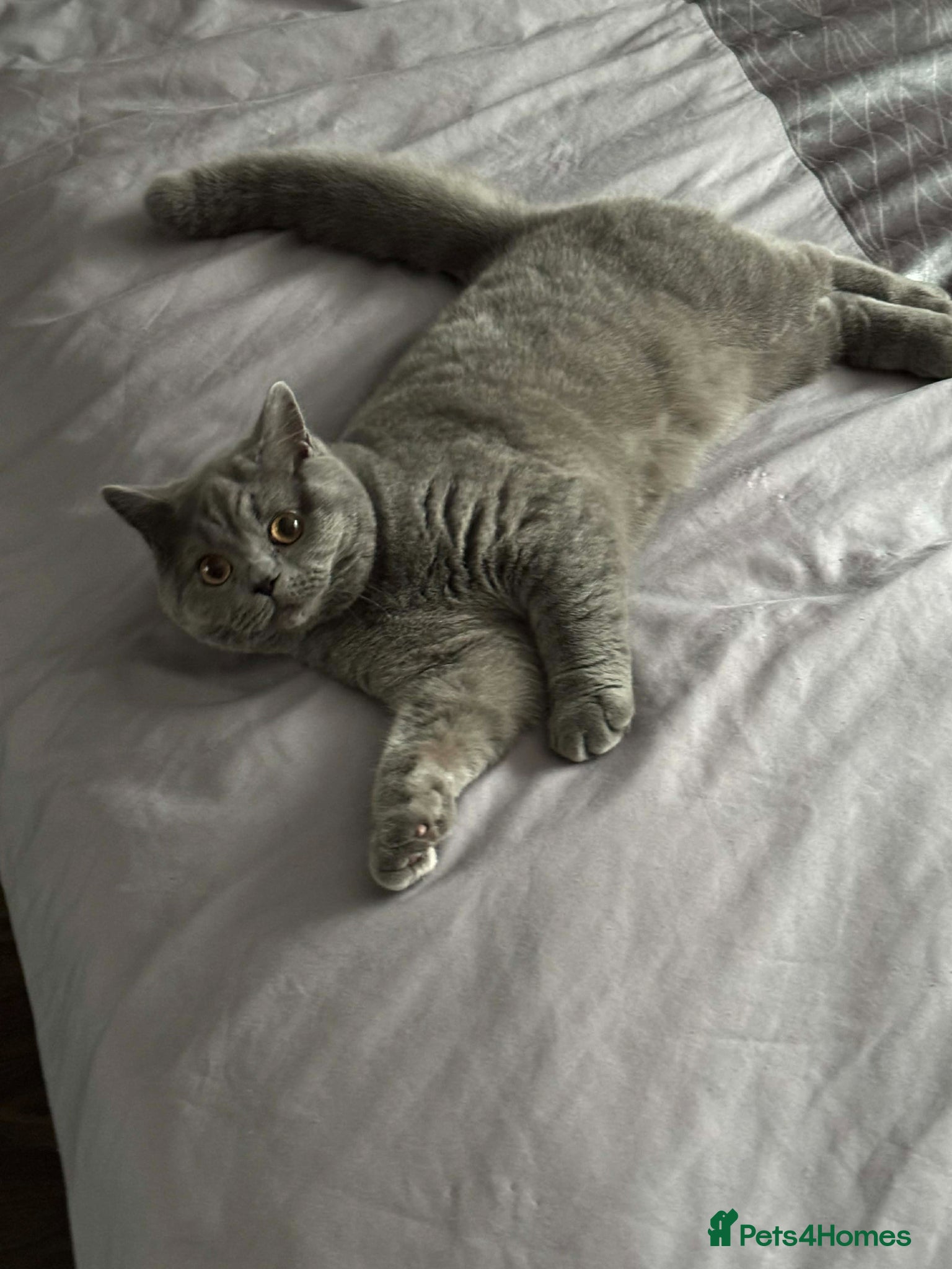 British Shorthair cats British short hair 7 month old  - Advert 10