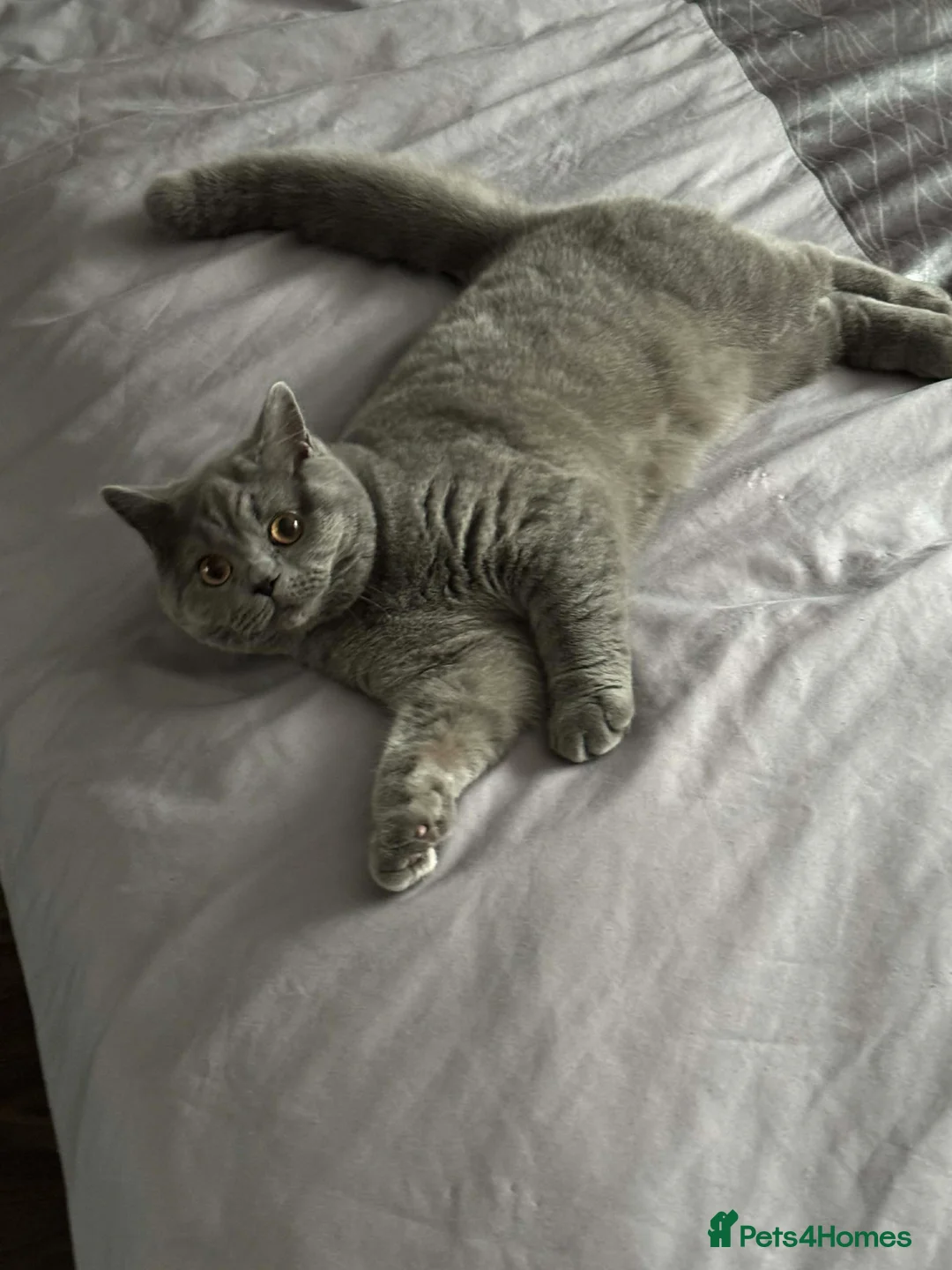 British Shorthair cats for sale: British short hair 7 month old  in Boston - Advert 1