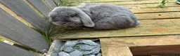 English Lop rabbits for sale: Rabbit for new home  - Advert 2