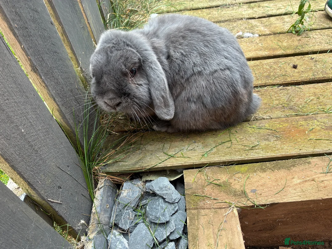 English Lop rabbits for sale: Rabbit for new home  - Advert 2