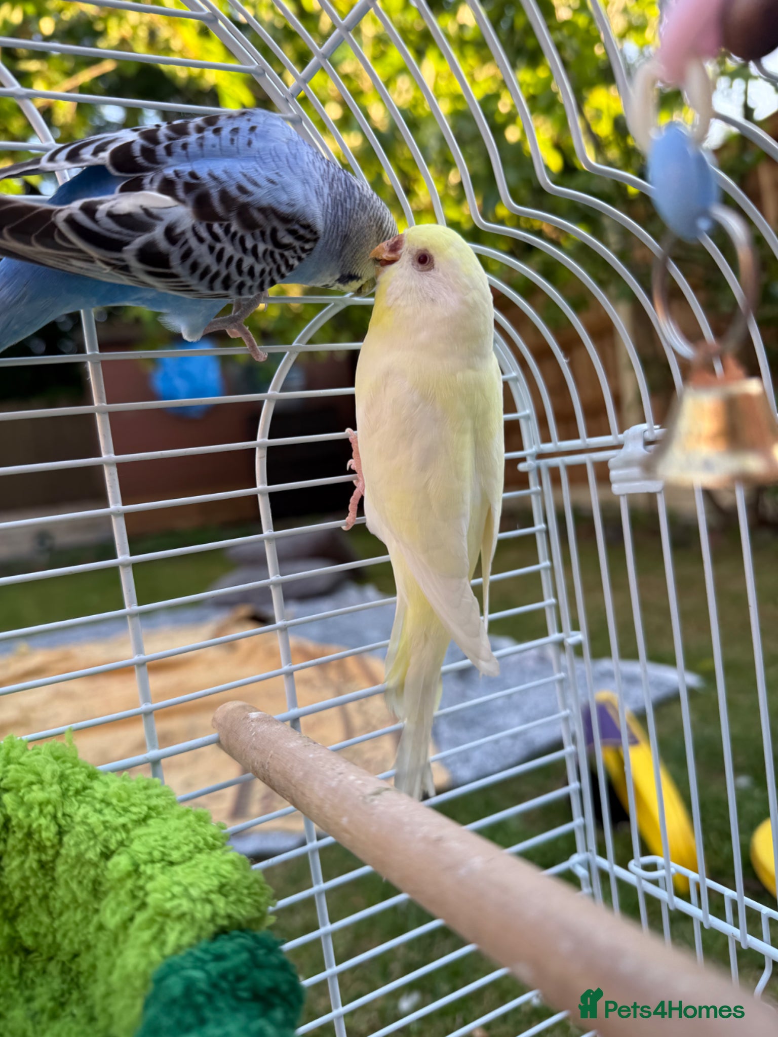 Budgerigars birds for sale: Pair of Budgies in Dudley - Advert 2