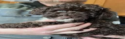 Cockapoo dogs for sale: Beautiful toy F1b Cockapoos  in Crewe - Advert 4