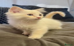Ragdoll cats for sale: Blue bi colour and cream tabby point - Image 9