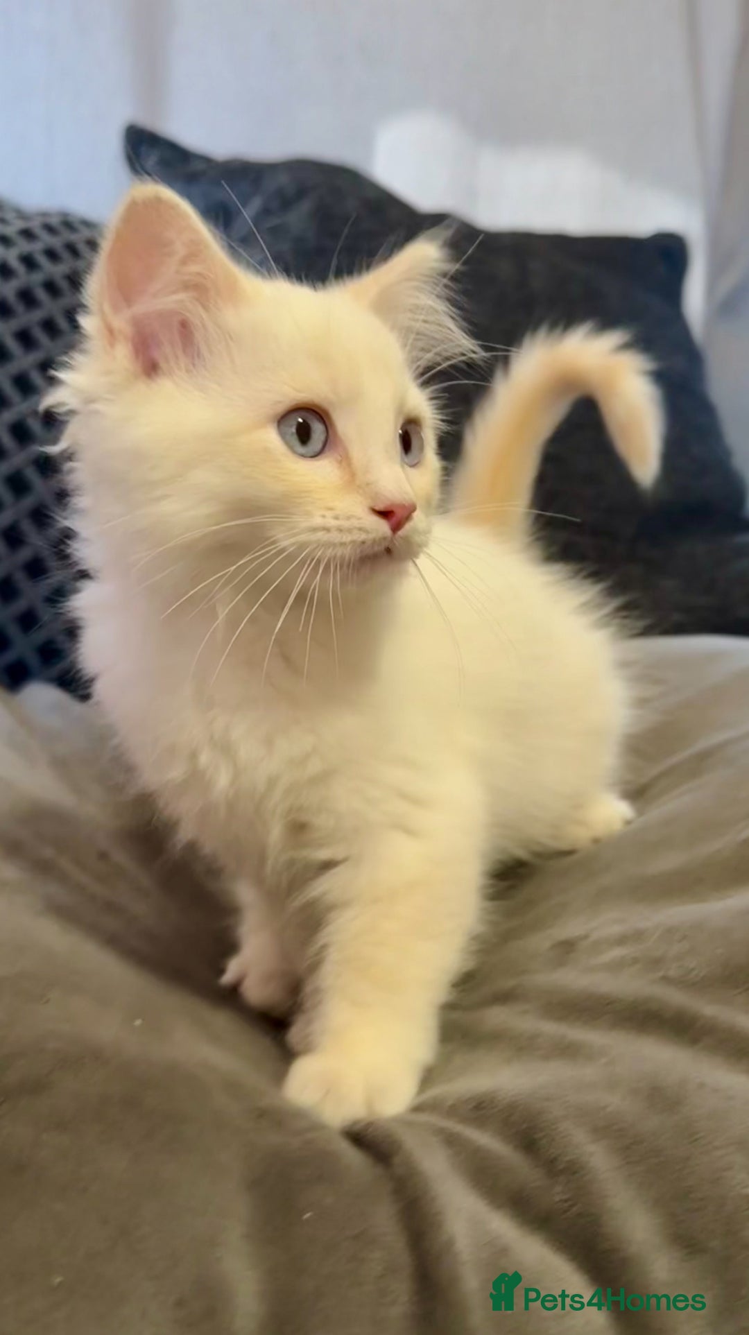 Ragdoll cats for sale: Blue bi colour and cream tabby point - Image 9