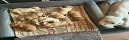 Labradoodle dogs for sale: Labradoodle Puppies For Sale - Advert 19