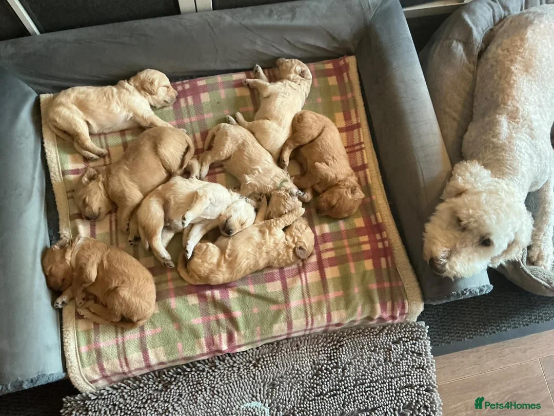 Labradoodle dogs for sale: Labradoodle Puppies For Sale - Advert 19