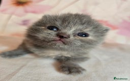 British Shorthair cats for sale: A charming kitten will be available in December. - Image 35