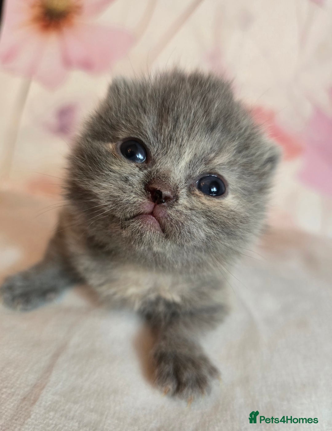 British Shorthair cats for sale: A charming kitten will be available in December. - Image 35