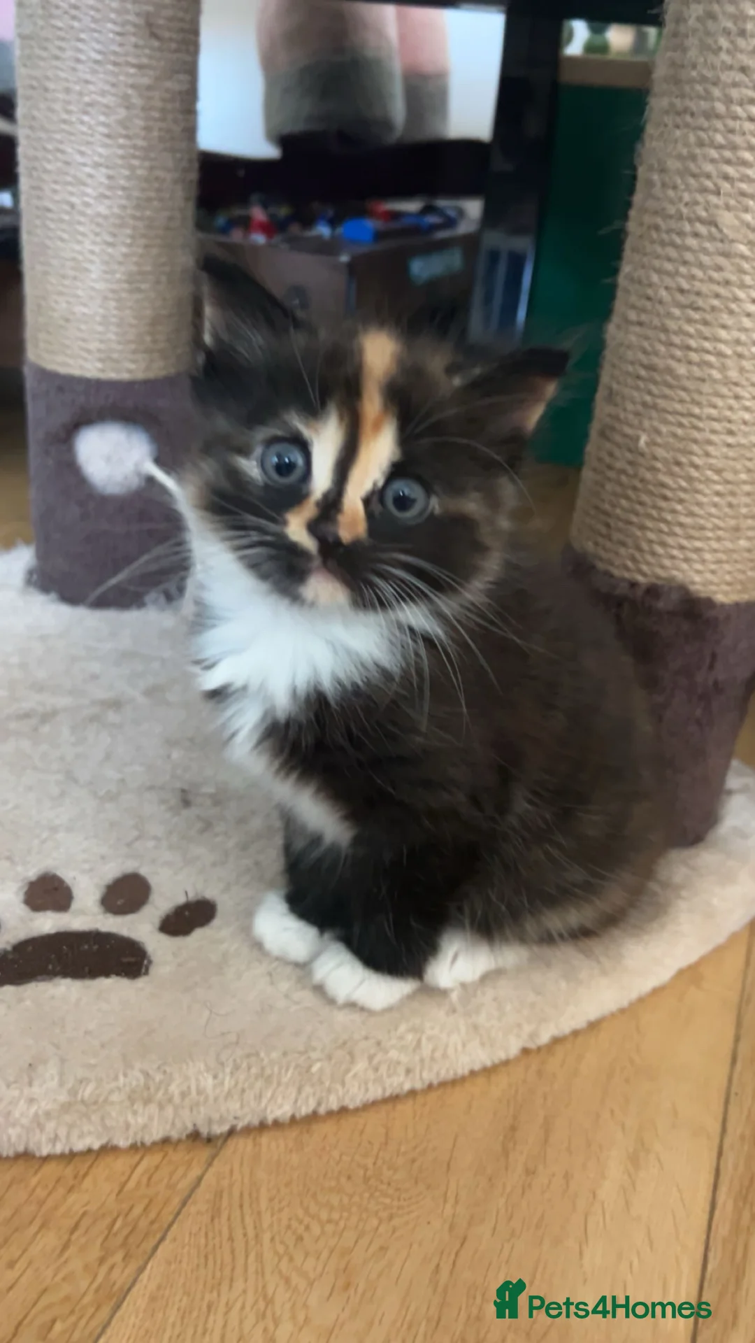 Mixed Breed cats for sale: Cute 3 kittens looking for a new home - Advert 2