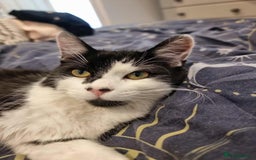 British Shorthair cats for adoption: 🪙Penny🪙 for adoption, fostered in BUCKS - Image 4