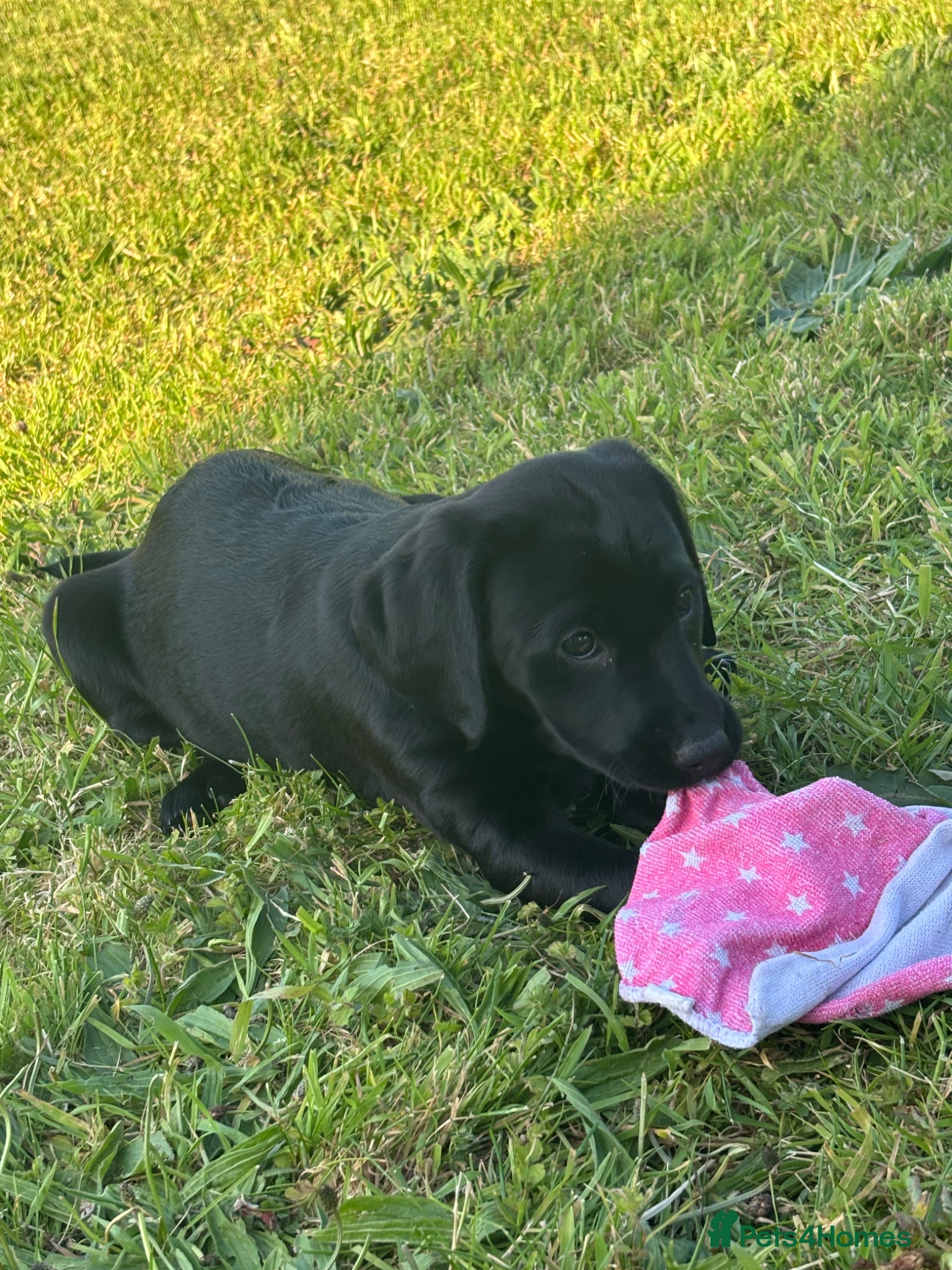 Springador dogs **1 puppy left Ready to go** Springador puppies  - Advert 2