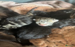 Mixed Breed cats for sale: Boys and girls available  - Image 5