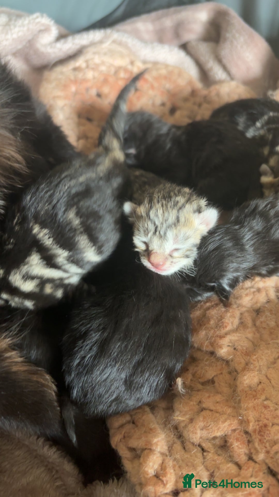 Mixed Breed cats for sale: Boys and girls available  - Image 5