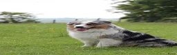 Australian Shepherd dogs for sale: EXPECTED LITTER OF AUSTRALIAN SHEPHERD PUPPIES  - Advert 8