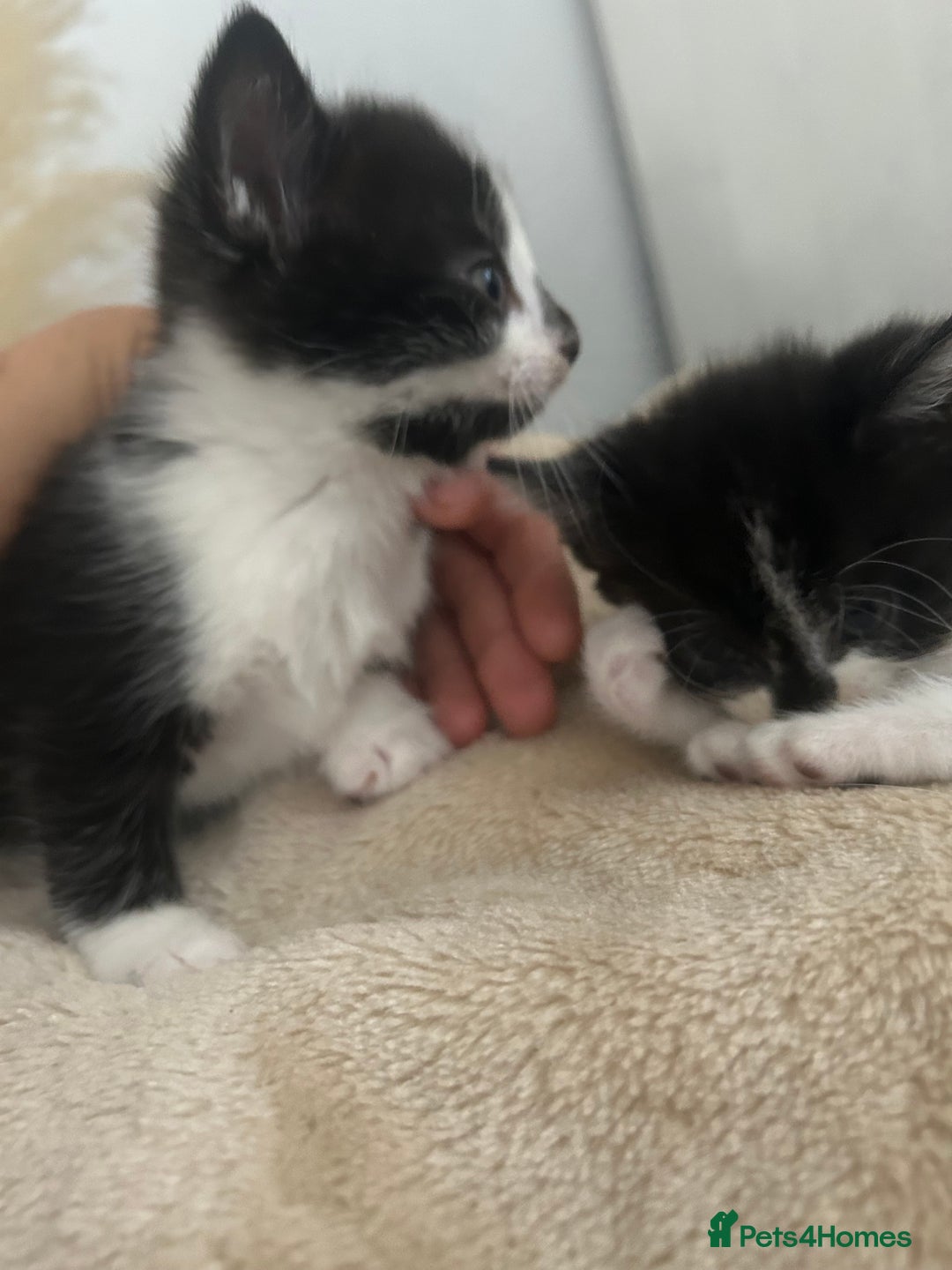 Mixed Breed cats for sale: Beautiful marking very fluffy  - Image 20
