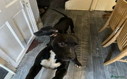 American Bull Staffy dogs for sale: american staffordshire for sale  - Image 11