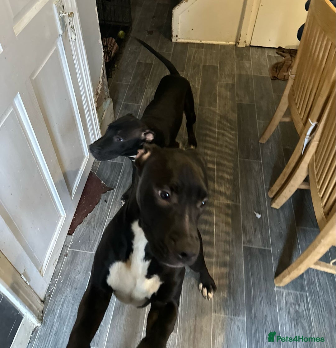American Bull Staffy dogs for sale: american staffordshire for sale  - Image 11