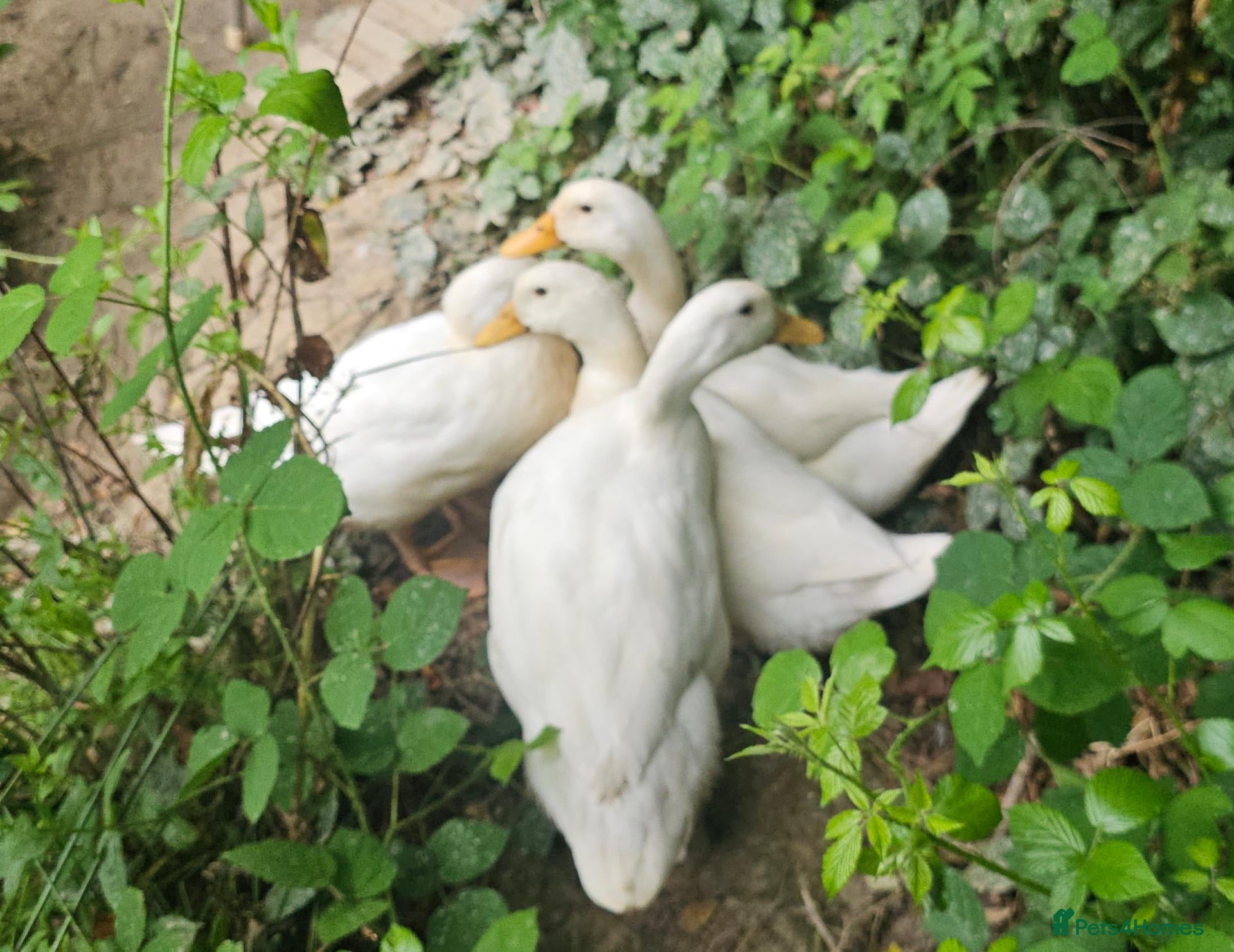 Ducks poultry for sale: 1 drake and 3 Aylesbury X pekin ducks  - Advert 1